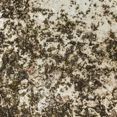 Granitowy pomnik pokryty plamami rdzy i mchu. Dowiedz się, jak usunąć rdzę z pomnika granitowego, aby przywrócić mu dawny blask.