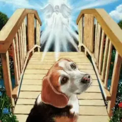 Pies beagle na tęczowym moście, w stronę anioła.