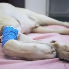 Pies leży na różowym kocu, z założonym bandażem na łapie. Widać kroplówkę. Zwierzę jest w ciężkim stanie, mogą wystąpić drgawki u psa przed śmiercią.