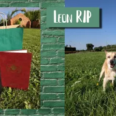 Ile kosztuje kremacja psa w UK? Sprawdź ceny i ważne informacje