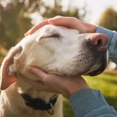 Delikatne głaskanie psa, który powoli odchodzi. Ostatnie chwile z ukochanym labradorem, pełne miłości i spokoju.