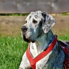 Duży, marmurkowy dog niemiecki w czerwonej uprzęży leży na trawie. Zastanawiasz się, ile trwa uśpienie psa?