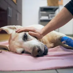 Smutny piesek z bandażem na łapce, głaskany przez człowieka. Wskazania do uśpienia psa są trudną decyzją.