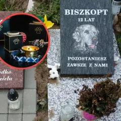 Nagrobek psa Biszkopta, 12 lat. W okręgu urna i świeca. Pytanie: ile kosztuje kremacja psa?