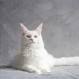 Biały kot Maine Coon z zielonymi oczami, jakby patrzył, czy koty wracają po śmierci.