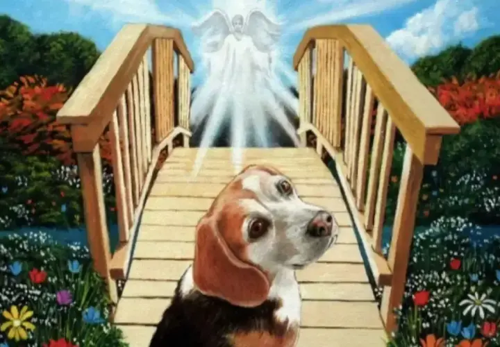 Pies beagle na moście tęczowym, w stronę anioła. Symbol uśpienia psa, przejścia do lepszego świata.