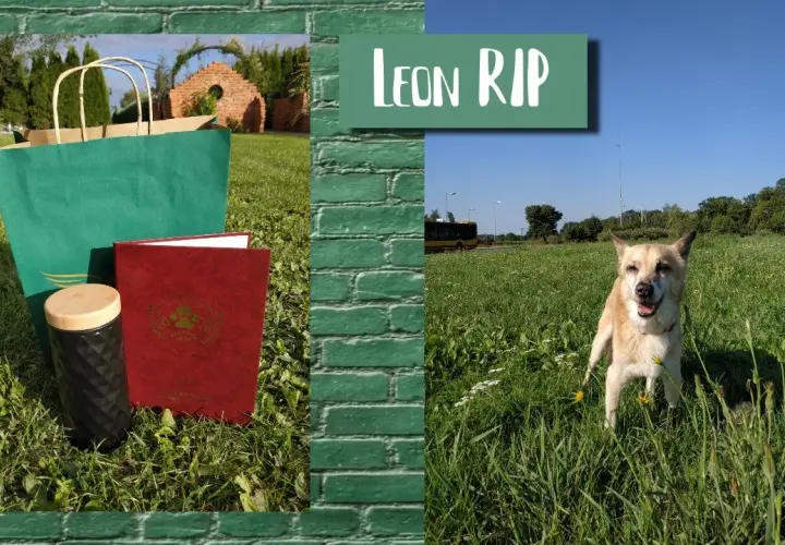 Ile kosztuje kremacja psa w UK? Sprawdź ceny i ważne informacje
