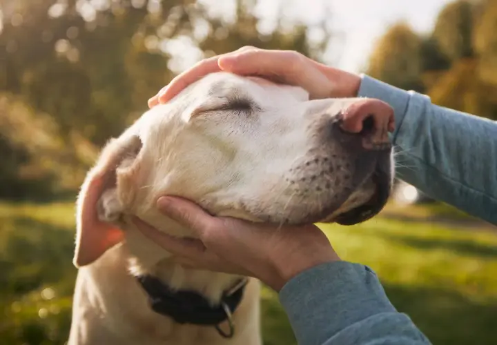 Delikatne głaskanie psa, który powoli odchodzi. Ostatnie chwile z ukochanym labradorem, pełne miłości i spokoju.