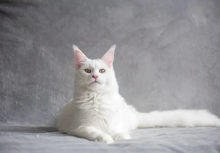 Biały kot Maine Coon z zielonymi oczami, jakby patrzył, czy koty wracają po śmierci.