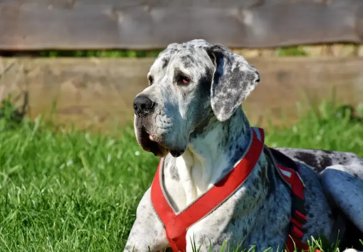 Duży, marmurkowy dog niemiecki w czerwonej uprzęży leży na trawie. Zastanawiasz się, ile trwa uśpienie psa?