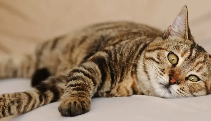 Kot z zielonymi oczami leży na boku. W jego oczach widać smutek, jakby czekał na uśpienie z powodu padaczki.