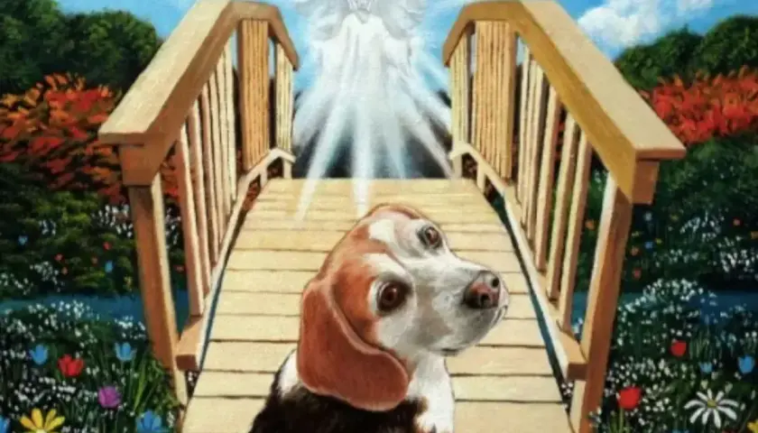 Pies beagle na tęczowym moście, w stronę anioła.