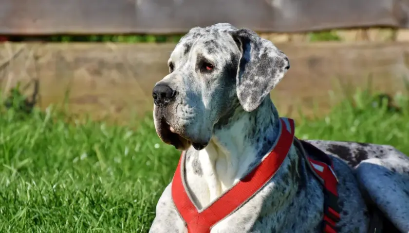 Duży, marmurkowy dog niemiecki w czerwonej uprzęży leży na trawie. Zastanawiasz się, ile trwa uśpienie psa?