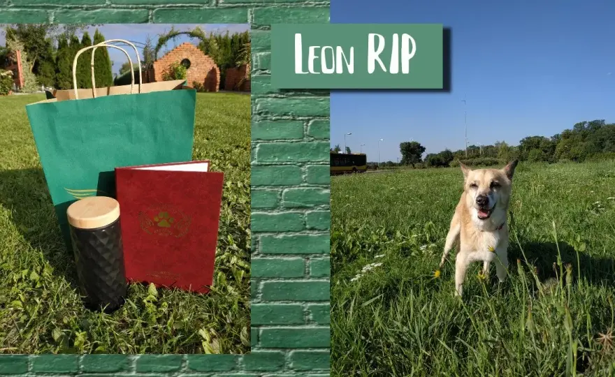 Ile kosztuje kremacja psa w UK? Sprawdź ceny i ważne informacje