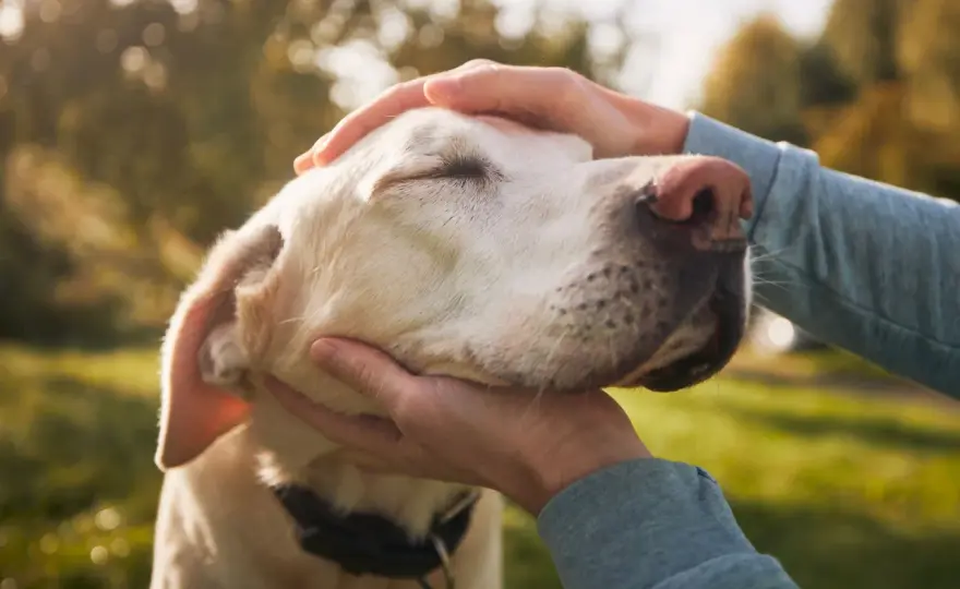 Jak umiera labrador - Po czym poznać, że to już czas na pożegnanie?