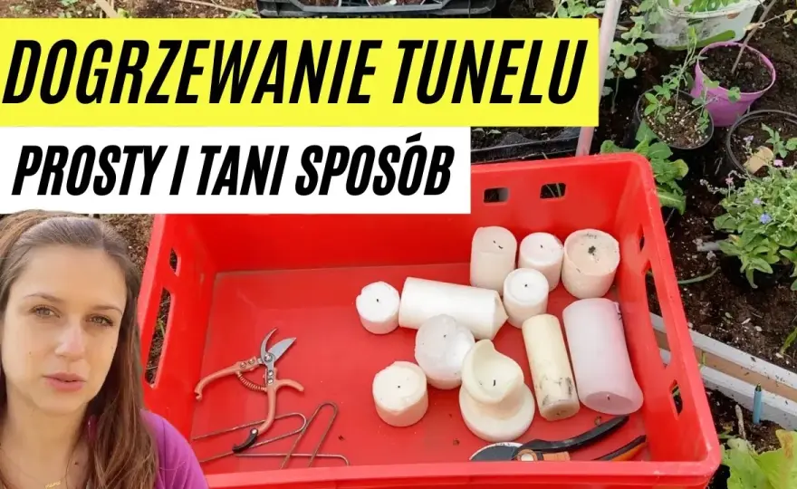 Jak ogrzać tunel foliowy w razie przymrozków i uratować rośliny