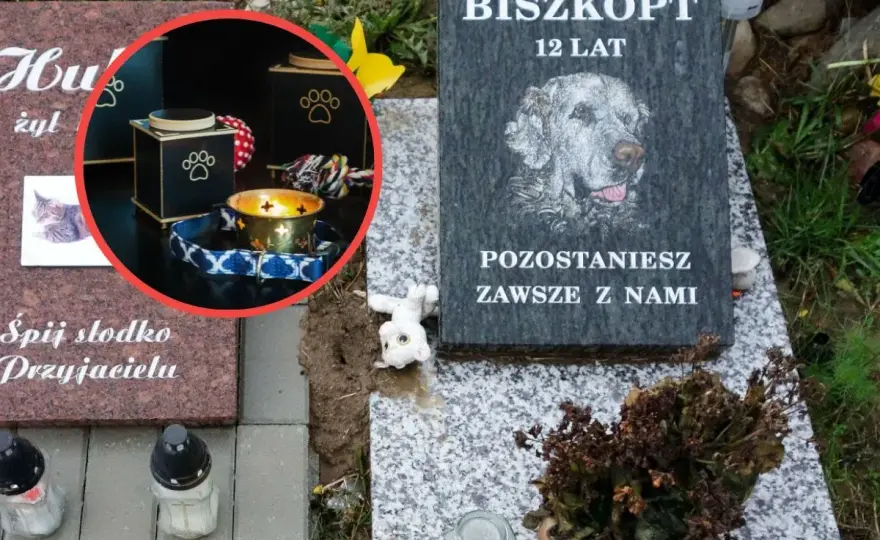 Kremacja psa - Ile kosztuje i jak nie przepłacić?