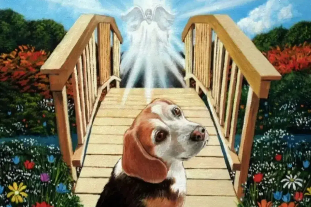 Pies beagle na tęczowym moście, w stronę anioła.