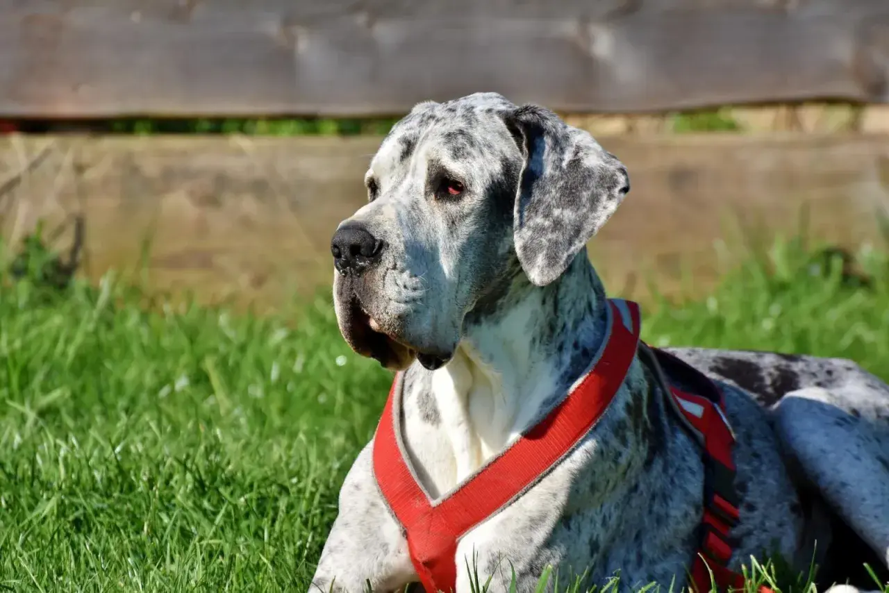 Duży, marmurkowy dog niemiecki w czerwonej uprzęży leży na trawie. Zastanawiasz się, ile trwa uśpienie psa?