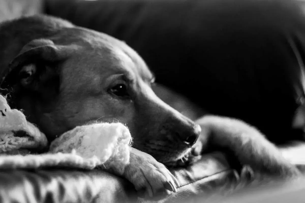 Smutny pies leży, otulony kocem, jakby powoli odchodził. Jego oczy są przymknięte, a łapa spoczywa na miękkiej powierzchni.