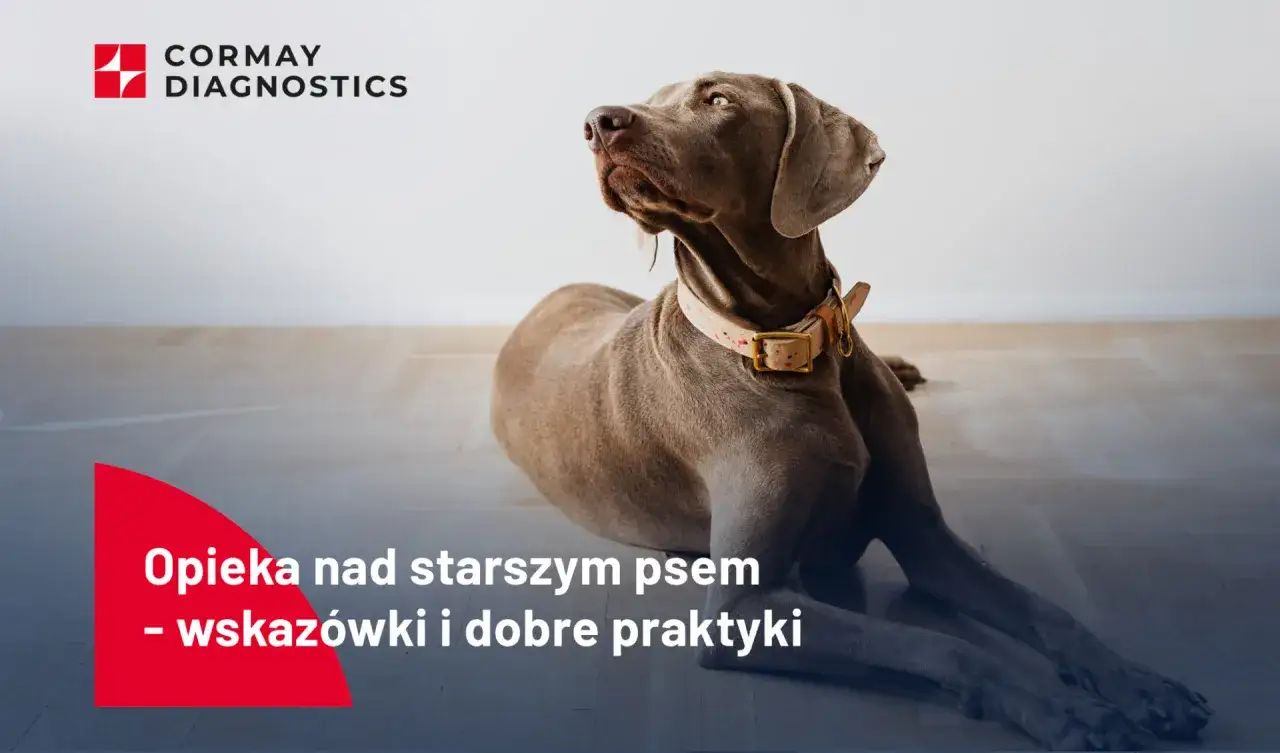 Starszy pies, leżący na podłodze, z tekstem 