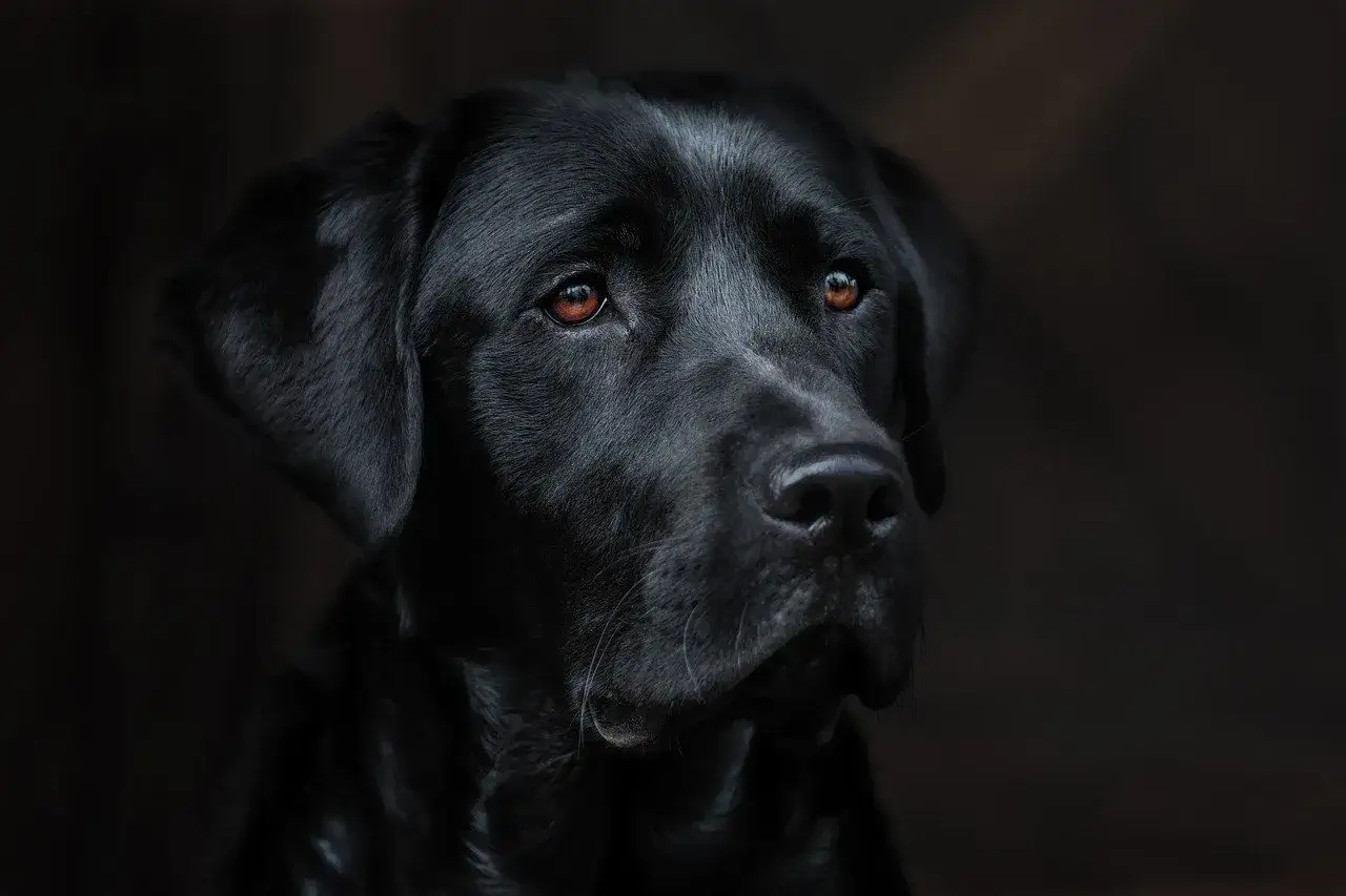 Smutny czarny labrador z bursztynowymi oczami, jakby opowiadał historię o tym, jak umiera labrador, w mrocznym, nastrojowym ujęciu.
